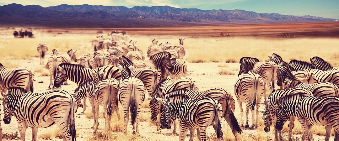 Les Animaux En Voie De Disparition 224 Observer Pendant Ton | oiseaux en voie d extinction pyr 233 n 233 es un Les Animaux En Voie De Disparition 224 Observer Pendant Ton | oiseaux en voie d extinction pyr 233 n 233 es un