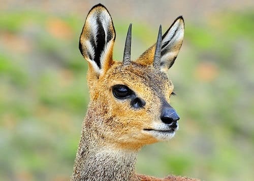 Parc national du Karoo - Afrique du Sud