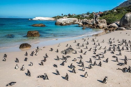 Simon's Town - Afrique du Sud