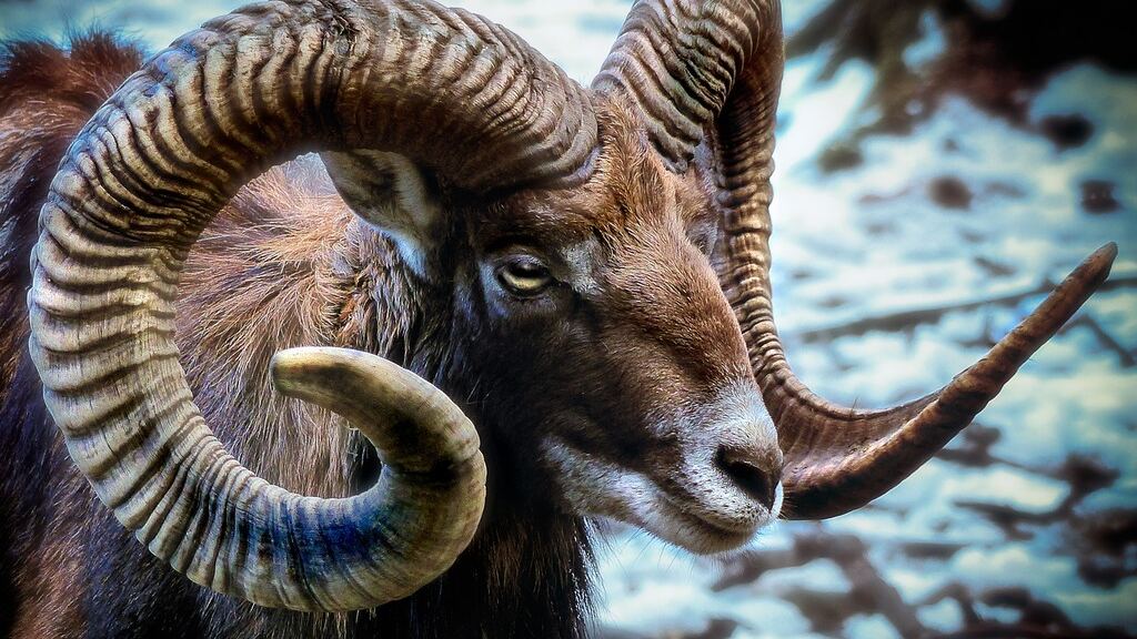 Les animaux les plus impressionnants à découvrir à l’étranger