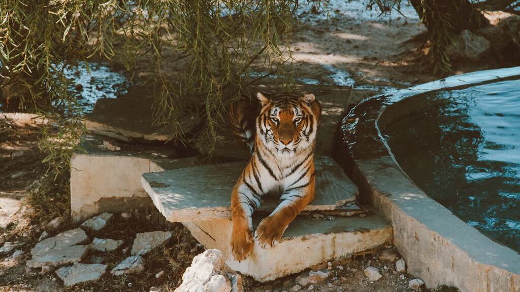 Les animaux en voie de disparition à observer pendant ton stage à l’étranger